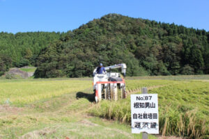 越淡麗 稲刈り風景