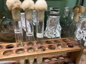富士高砂酒造 酵母培養の様子
