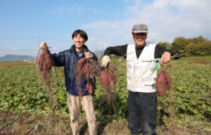 亀岡蒸留所 紫芋「パープルスイートロード」