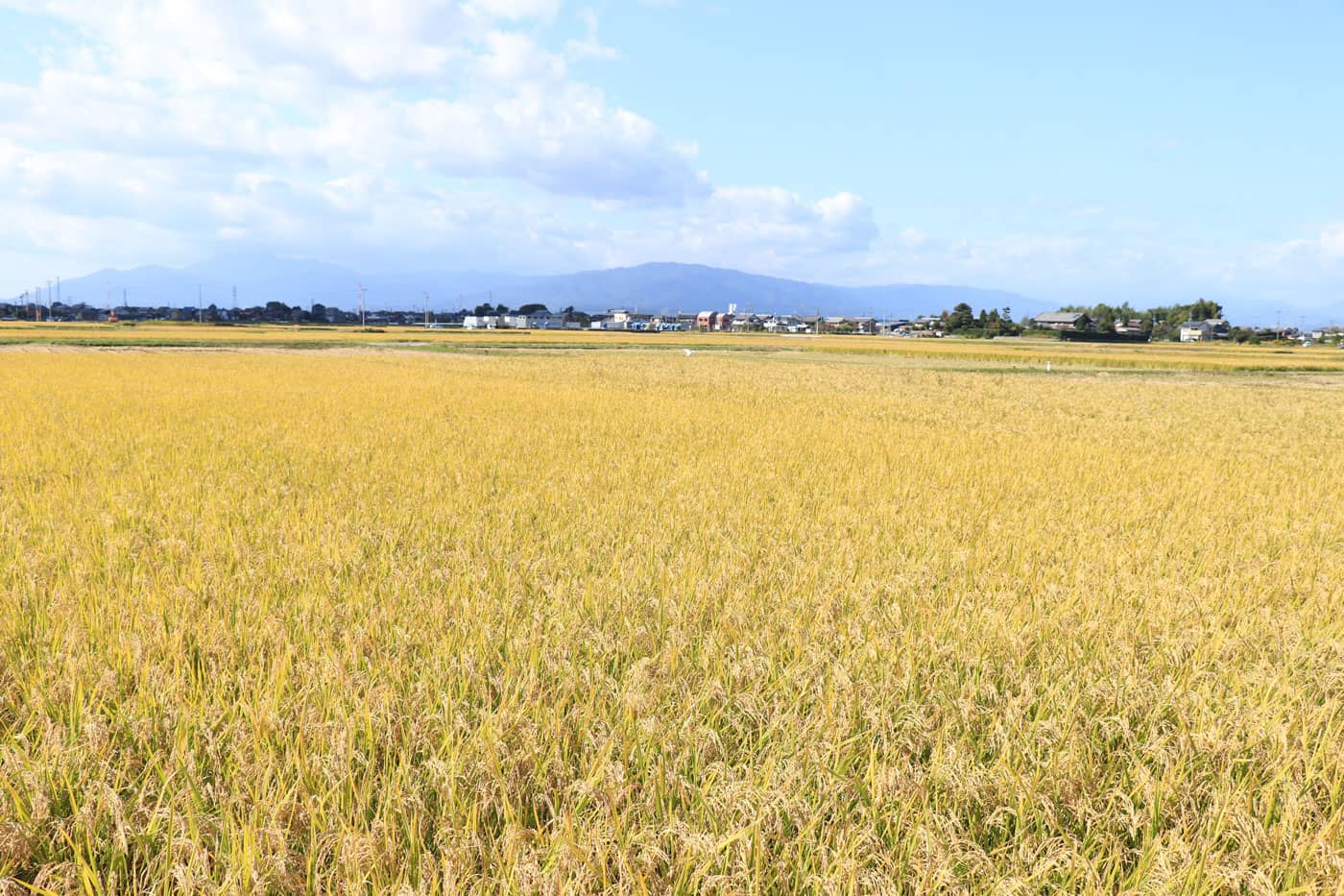 千代菊-我が地の自然をを友にする
