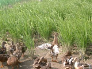 千代菊　アイガモ農法