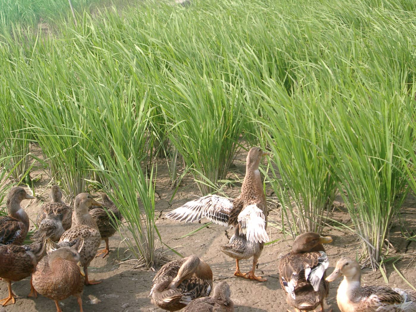 千代菊　アイガモ農法